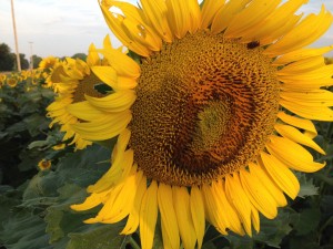 Sunflower for Horizon