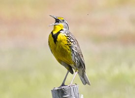 Western Meadowlark, allaboutbirds.org