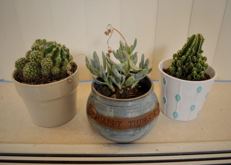 Roommates Sadie Prowell and Autumn Gehman decorated their windowsill with these cute plants.